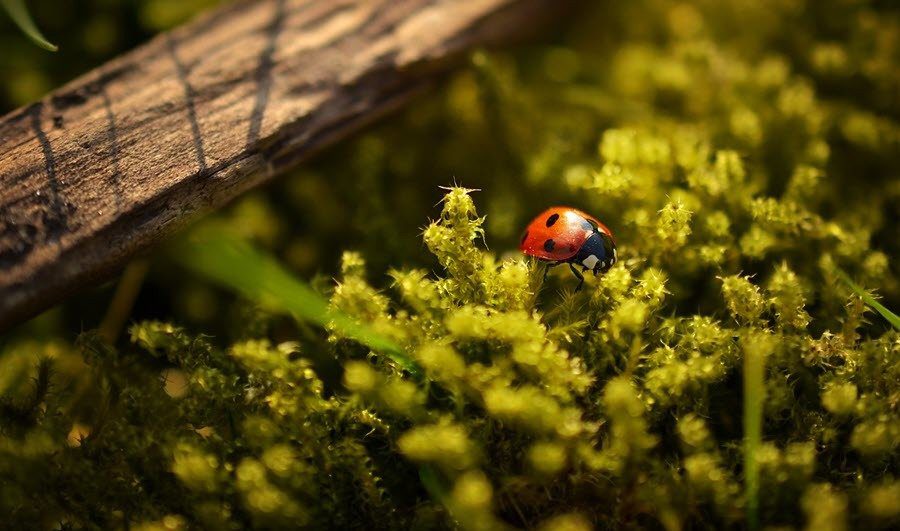 4 Best Camera Lens for Macro Photography